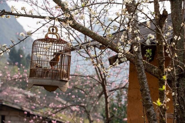 Apakah Burung Peliharaan Mengalami Sedih?