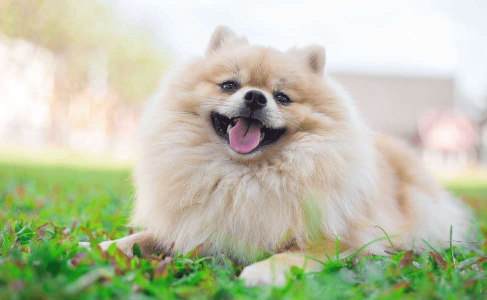 Ciri-ciri dan Perawatan Anjing Ras Pomeranian