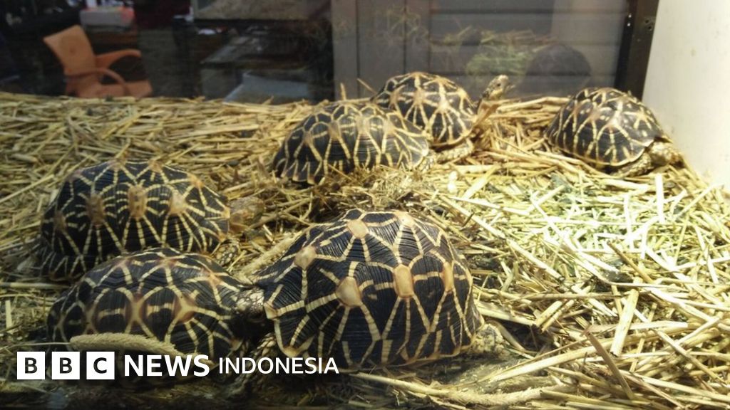 Panduan Merawat Kura-kura Cangkang Lunak sebagai Hewan Peliharaan