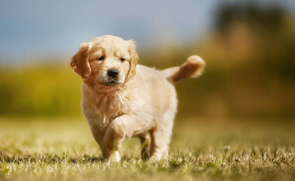25 Anak Anjing Terlembut yang Pernah Kita Lihat