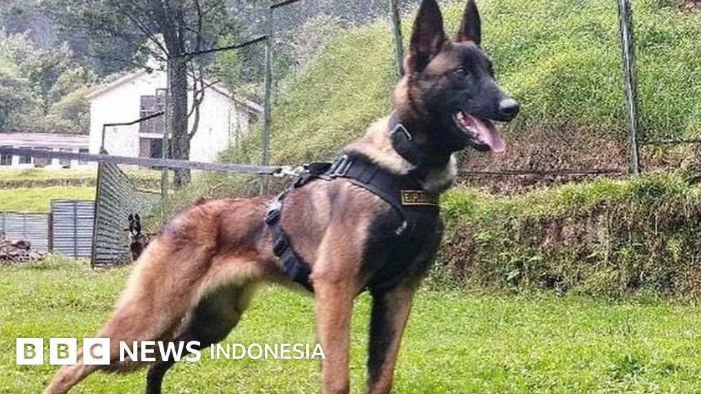 Cedera Kaki Anjing dan Pengobatannya: Masalah Umum pada Anjing
