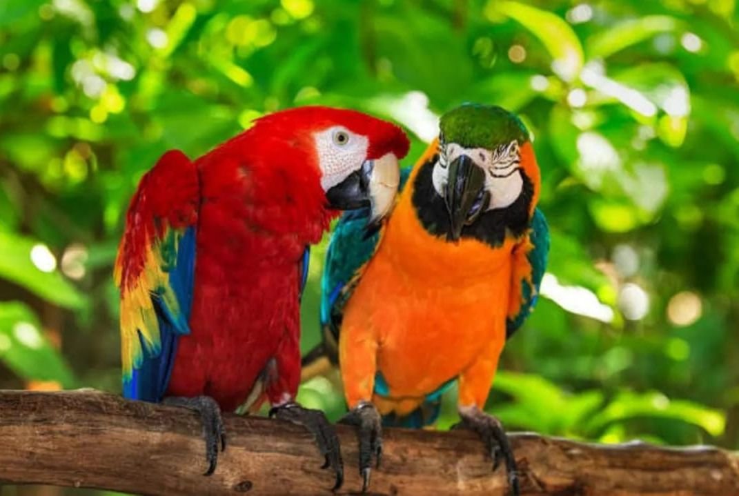 8 Burung Kakaktua Paling Bising yang Sering Dipelihara sebagai Hewan Peliharaan