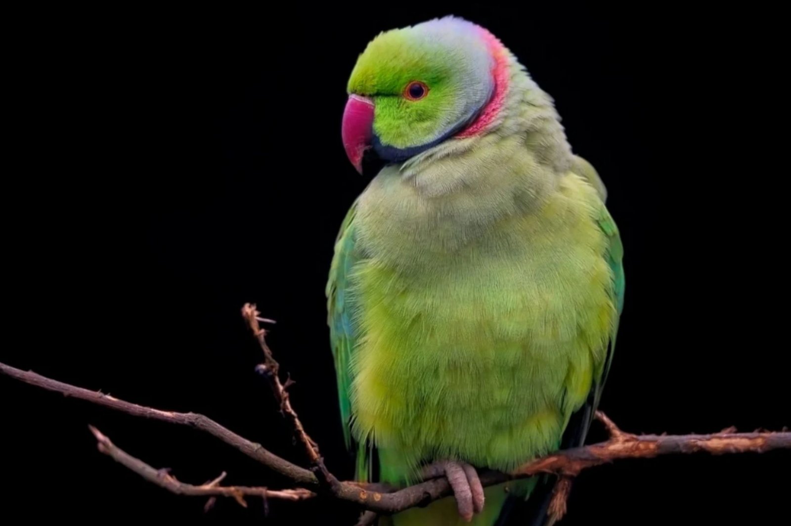 Apa yang Harus Dilakukan Jika Burung Peliharaan Anda Stres