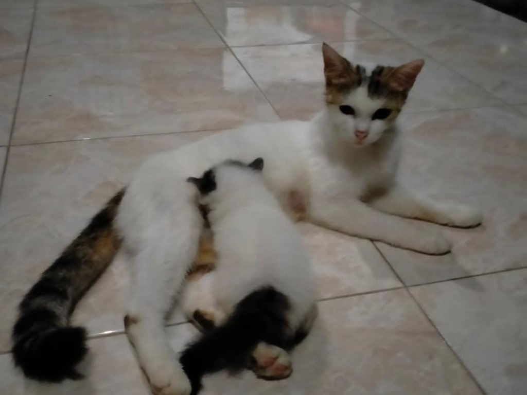 Cara melatih kucing ratu Anda agar tidak agresif