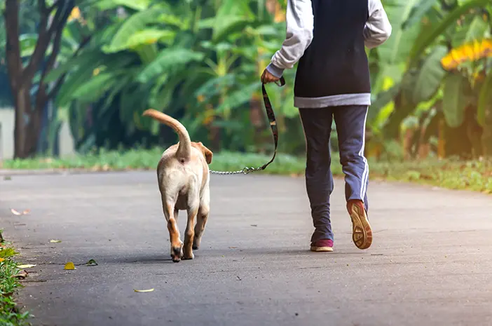 Cara melatih anjing untuk berjalan di samping Anda