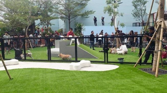 Apa Artinya Saat Anjing Saya Membungkuk