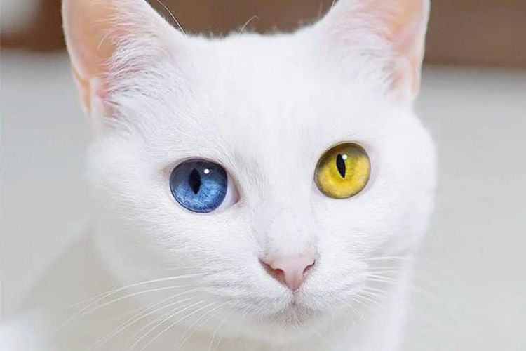 Bentuk Pupil Kucing yang Berbeda: Anisokoria pada Kucing