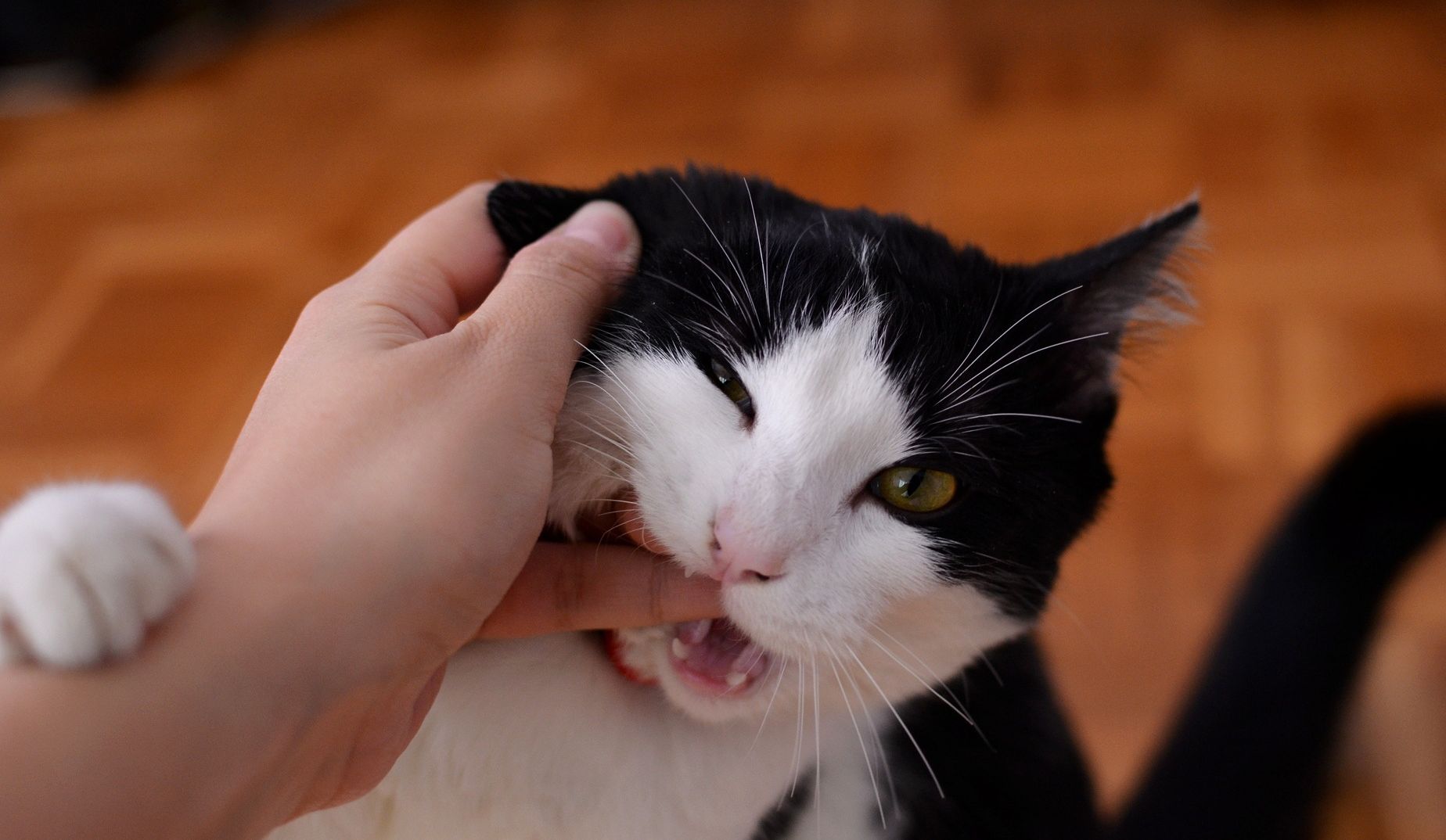 Apa Artinya Saat Kucing Mengelilingi Anda?