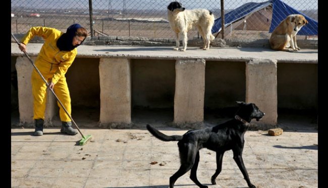 Mendapatkan Anak Anjing – Ke Mana Pergi Untuk Anak Anjing Baru