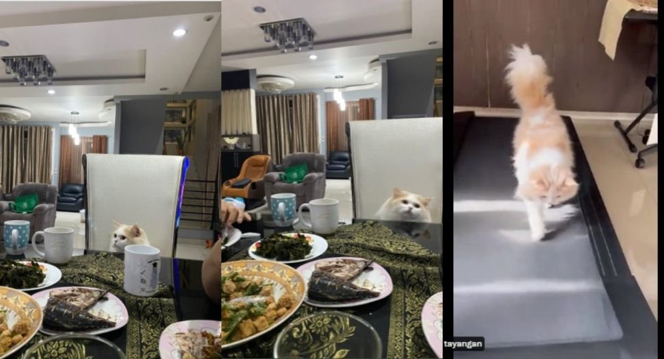 Bisakah Kucing Makan Pizza? Ini yang Harus Diketahui Pemilik Kucing