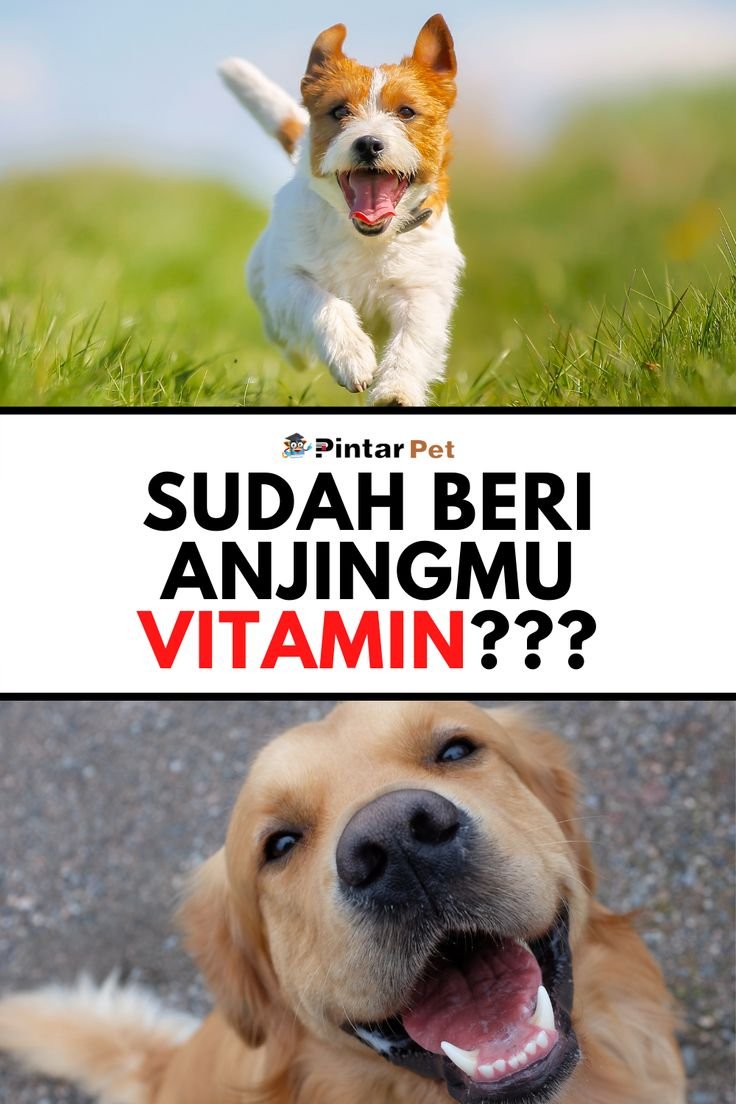 Apakah Anjing Boleh Makan Madu?
