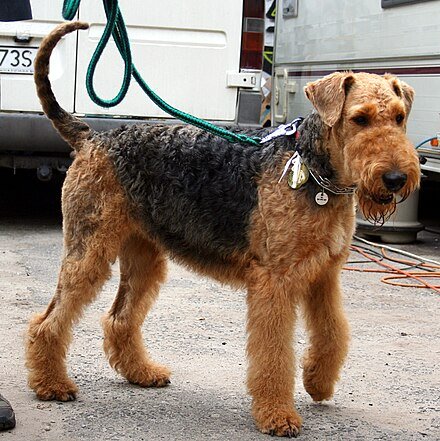 Airedale Terrier: Ciri dan Perawatan Ras Anjing
