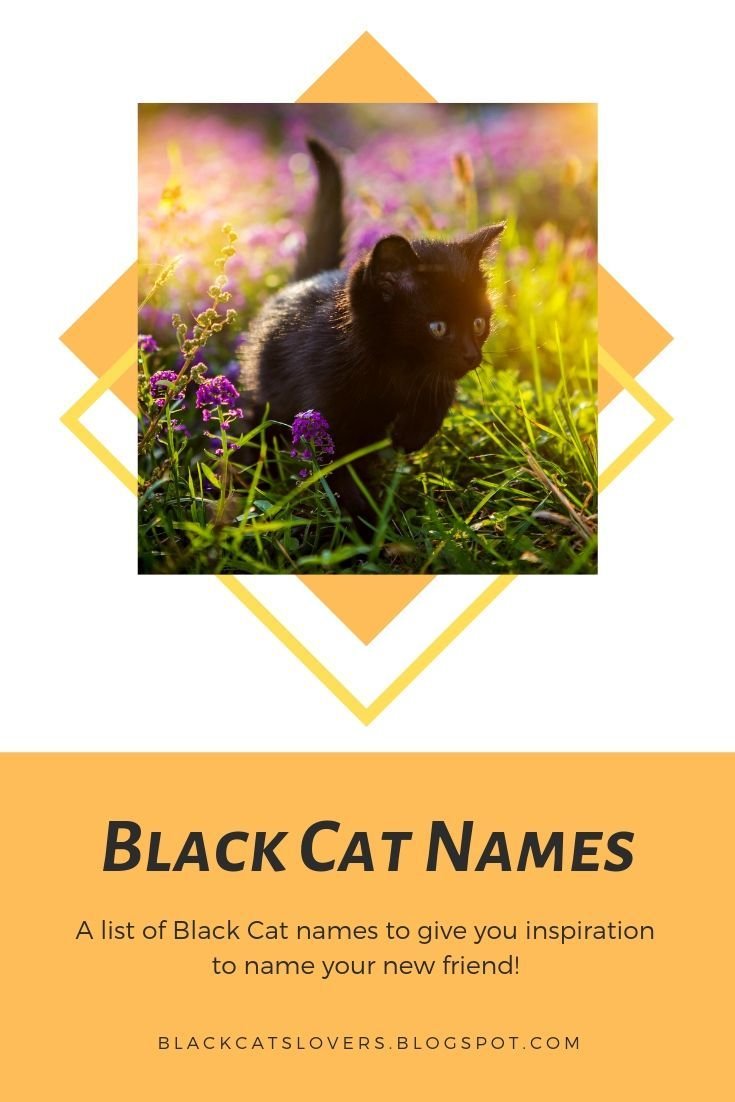 20 Ras Anjing yang Cocok untuk Gaya Hidup Sibuk