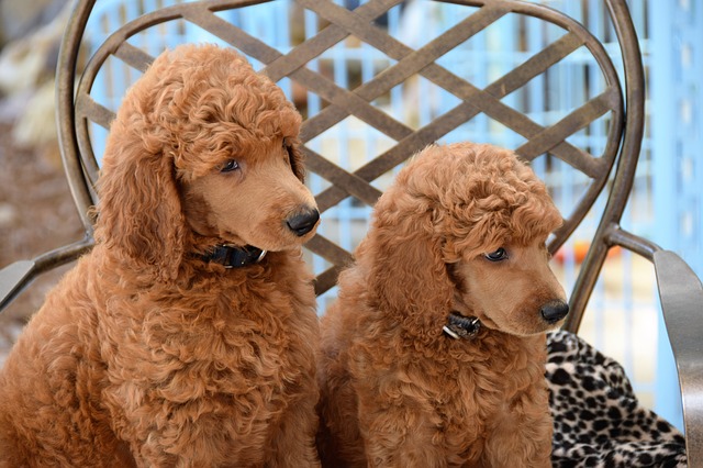 12 Anjing Paling Lembut Sepanjang Masa