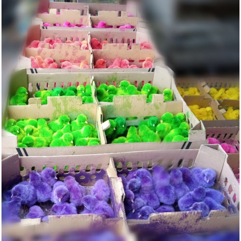 Dikira Saus, Siswa SMP Kaget Temukan Warna Merah di Ayam MBG, Ternyata Darah