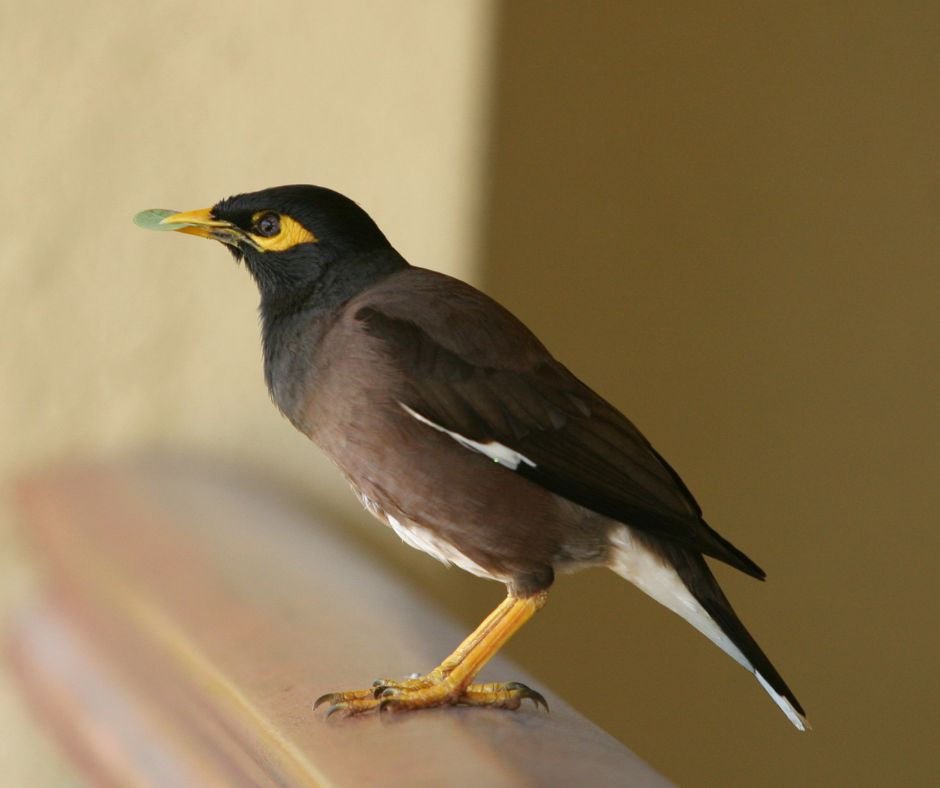 Burung Mynah — Profil Lengkap, Sejarah, dan Perawatan