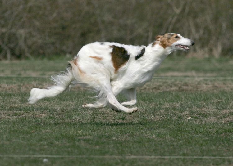 Borzoi: Ciri-ciri dan Perawatan Ras Anjing