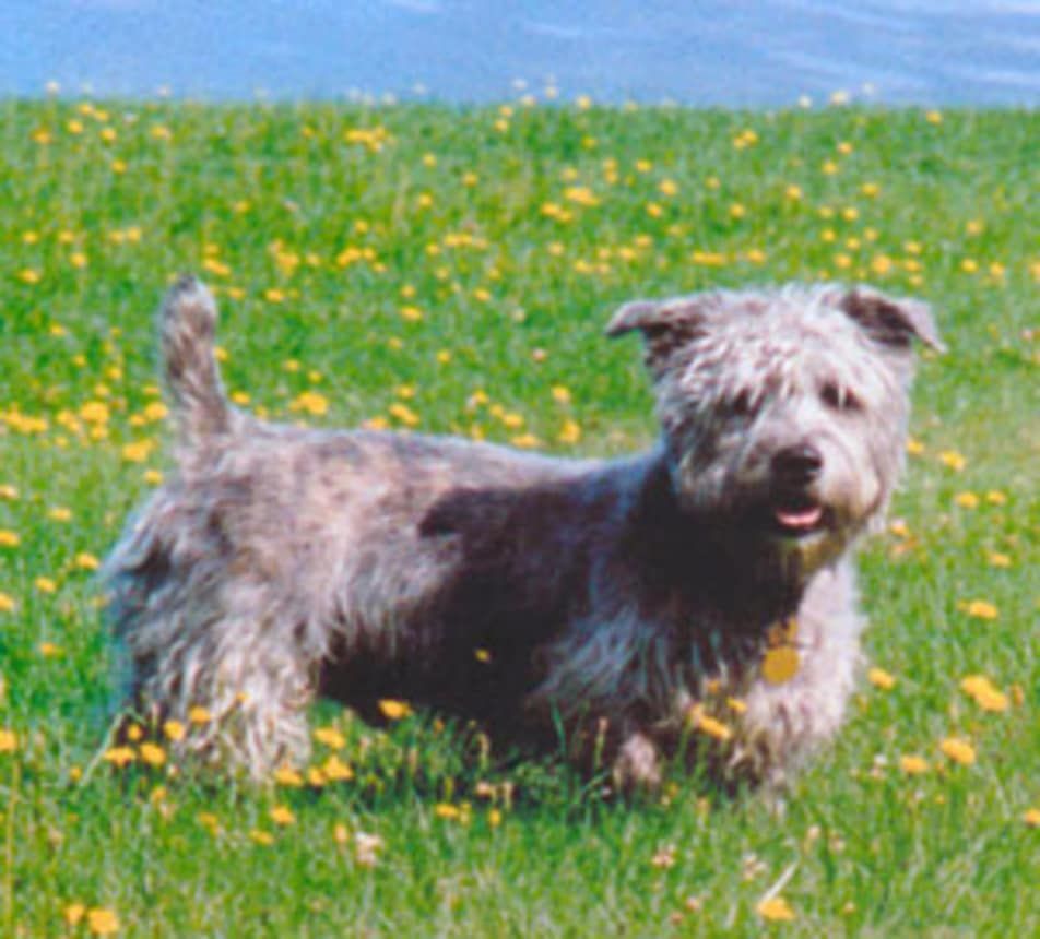 9 Ras Anjing Irlandia dari Pulau Emerald
