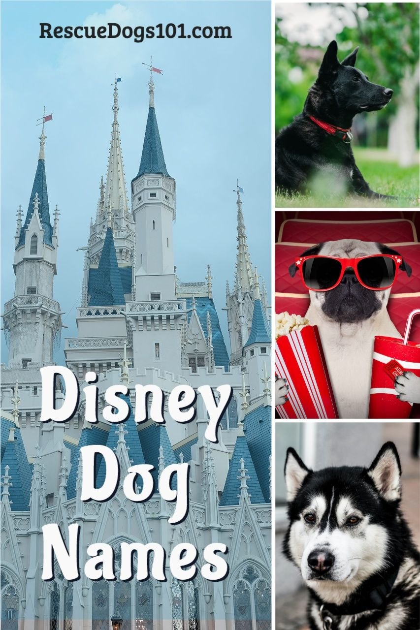 200 Nama Anjing yang Terinspirasi Disney yang Penuh Keajaiban