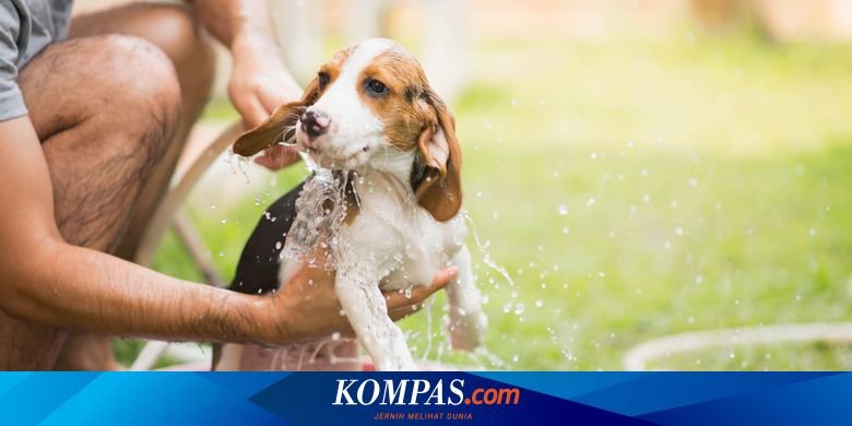 Membawa Anjing Pertama Anda