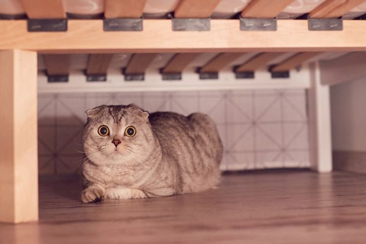 Purrternity Leave: Mengundang Kucing Baru ke Rumah Anda