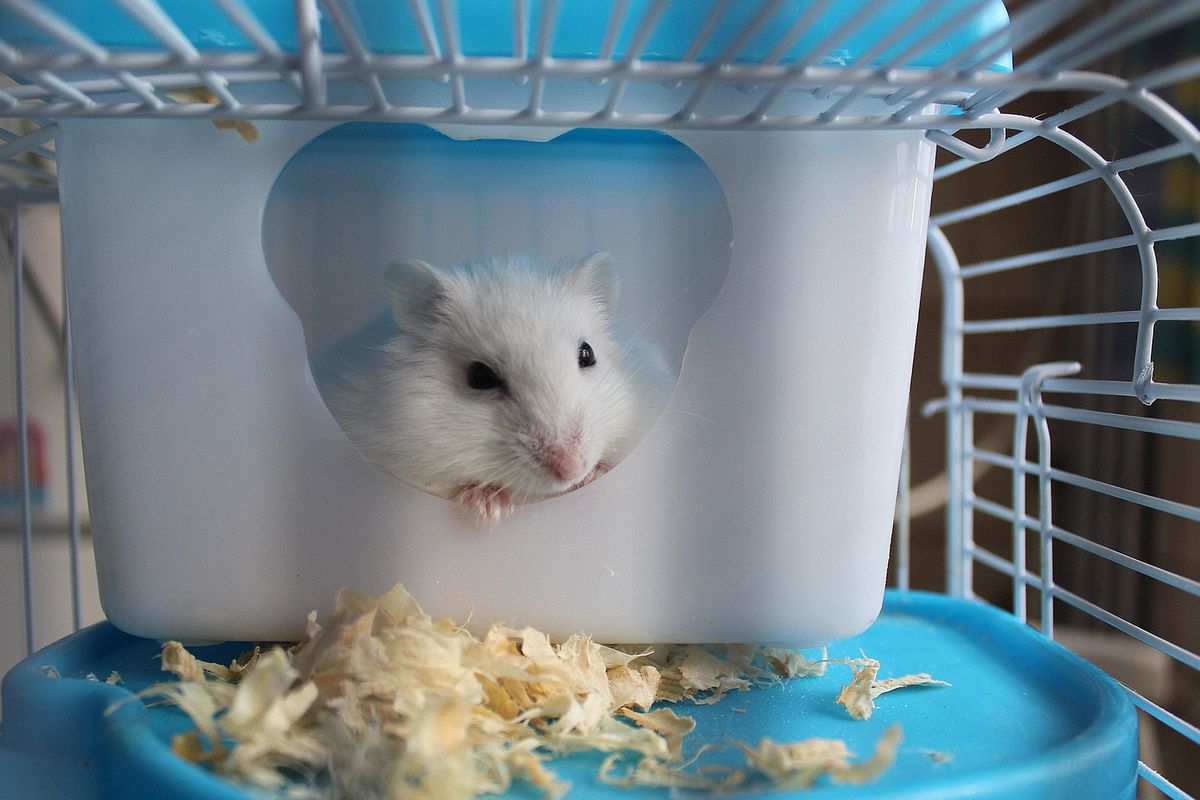 Apa yang Harus Dilakukan Jika Hamster Anda Menggigit Kandangnya
