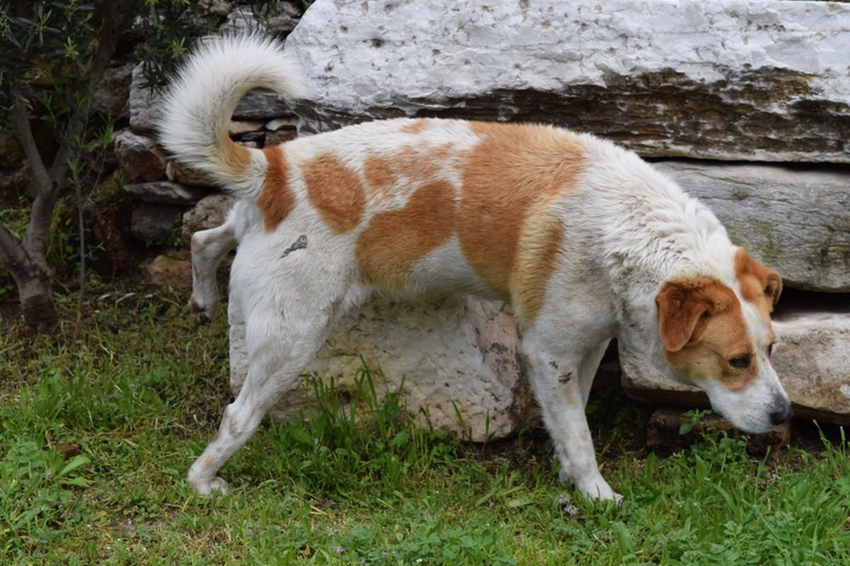 Cara Mengatasi Bocornya Urin Anjing