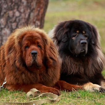 Menghilangkan Kuman di Rumah Setelah Infeksi Parvovirus pada Anjing