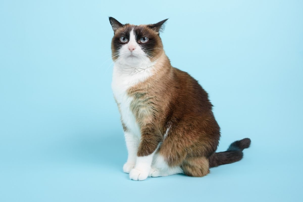 Karakteristik, Sejarah, dan Tips Perawatan Kucing Snowshoe