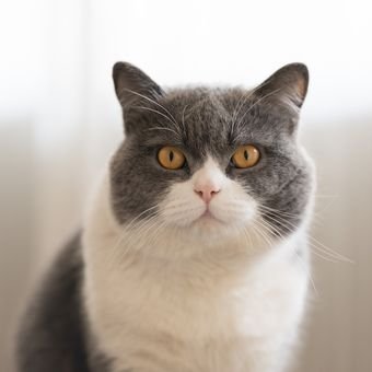 Kucing British Shorthair: Profil, Ciri dan Perawatan