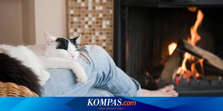 Ulasan MBG: Evaluasi Program Makanan Gratis yang Berkualitas