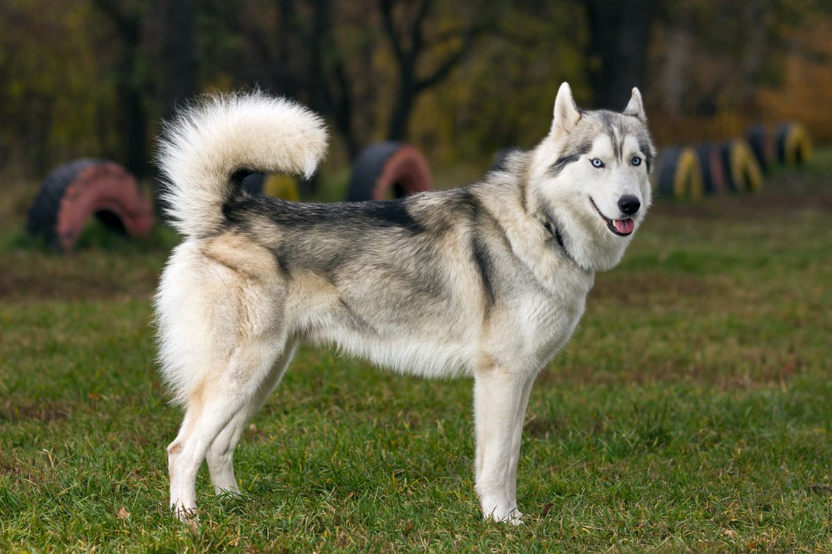12 Ras Anjing Salju yang Cocok untuk Cuaca Dingin