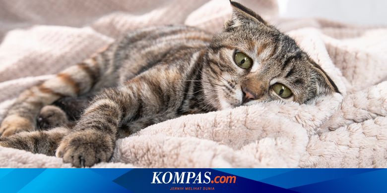 Apakah Kucing Merasa Cemburu? Tanda-Tanda dan Pencegahan