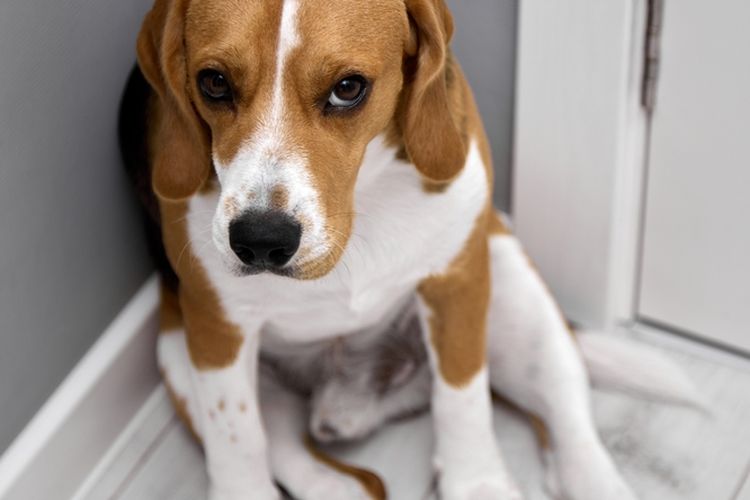 Tanda-tanda Ketakutan pada Anjing dan Cara Membantunya