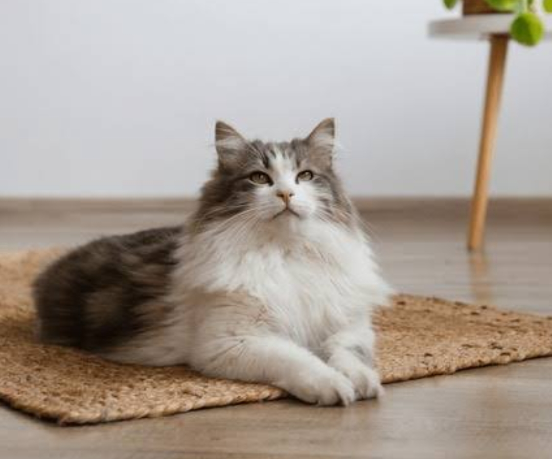 Mengapa Kucing Saya Berbau?