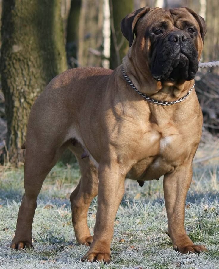 Ciri-ciri dan Perawatan Anjing Ras Bullmastiff