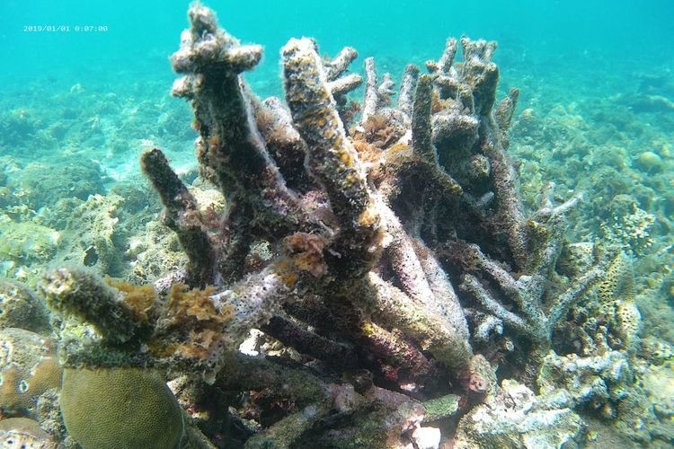 8 Sifter Pasir yang Aman untuk Terumbu Karang