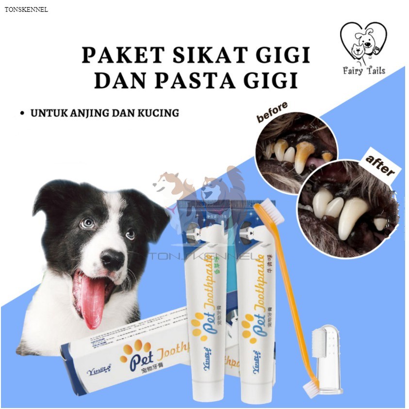 Apa yang Bisa Anda Lakukan Jika Anjing Anda Memiliki Gigi Longgar?