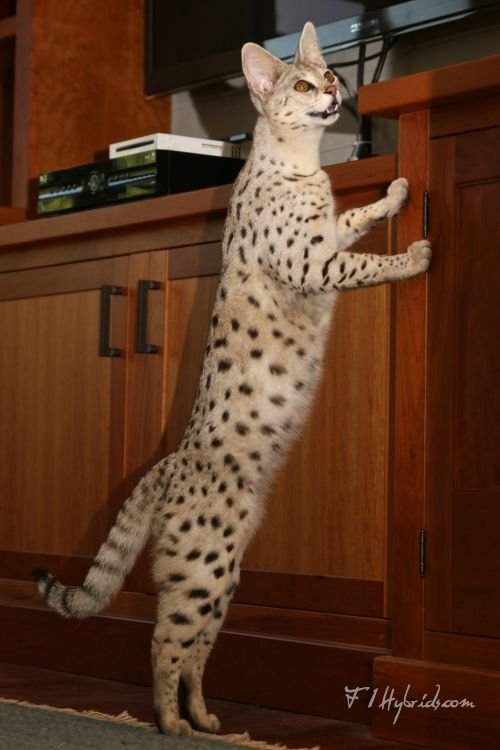 Savannah Kucing: Profil Ras, Ciri dan Perawatan