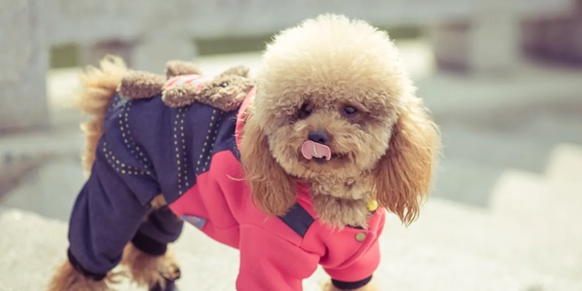 7 Hal yang Perlu Diketahui Sebelum Mendapatkan Anak Anjing Pertama Anda