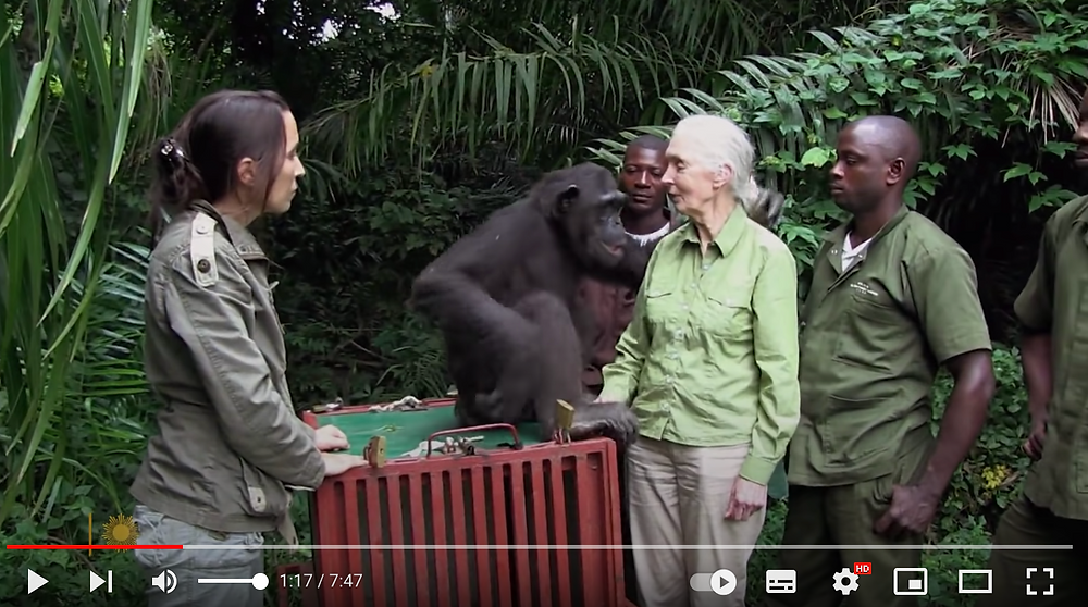 Honoring Jane Goodall\’s Legacy and Wisdom