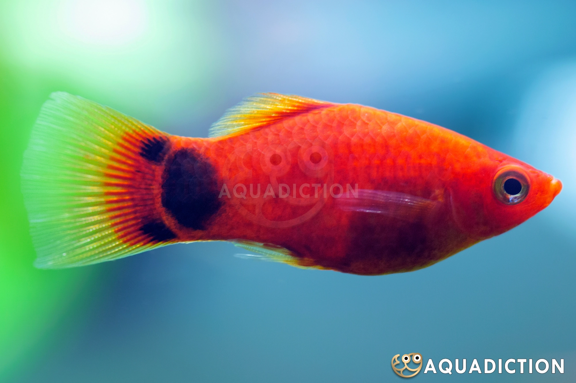 Profil Spesies Ikan Platy Mickey Mouse