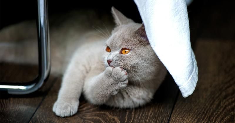 500 Nama Kucing Tenang, Mulai A-Z