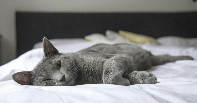10 Tanda Kucing Stres, Salah Satunya Ngeluh Terus-menerus