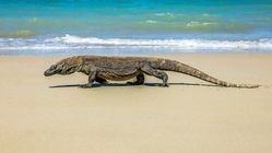 Selfie Berani dengan Komodo Menggunakan Samsung Galaxy S25 FE