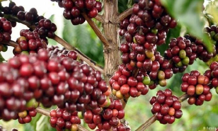 Kebun Kopi Tertua yang Berusia Ratusan Tahun