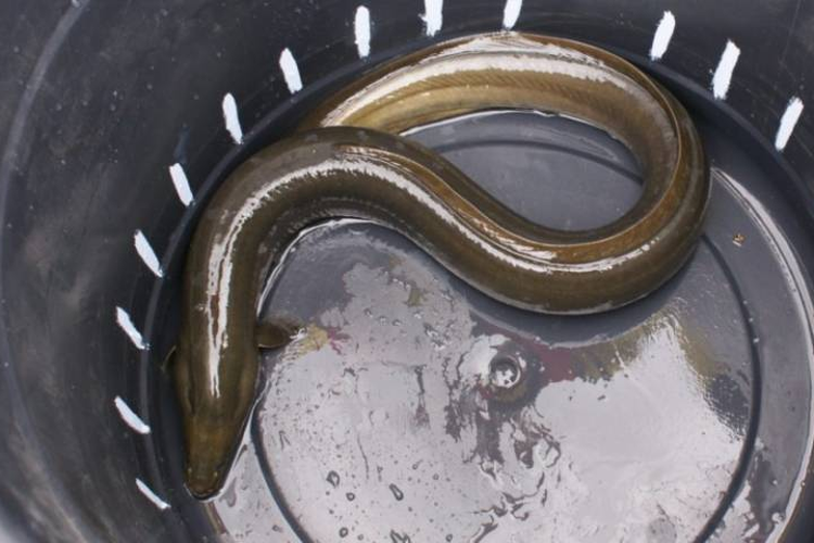 Pie dan Mash dengan Ikan Cod yang Dijadikan Jellied: Makanan Legendaris yang Nyaris Hilang di London