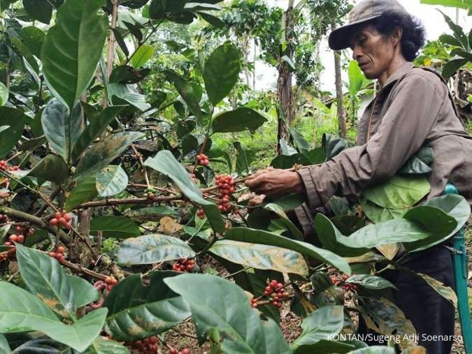 Kopi Excelsa, Raja Baru Kopi Spesial Sumedang