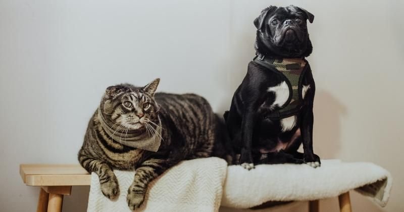 SUV Keluarga Gahar! Jelajahi Fitur Canggih dan Desain Mewah Toyota Rush 2025