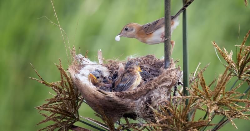 8 Cara Menyenangkan Merayakan Ulang Tahun Kucingmu